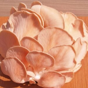 Šviežios rožinės kreivabudės - Pink Oyster mushrooms (Pleurotus djamor)