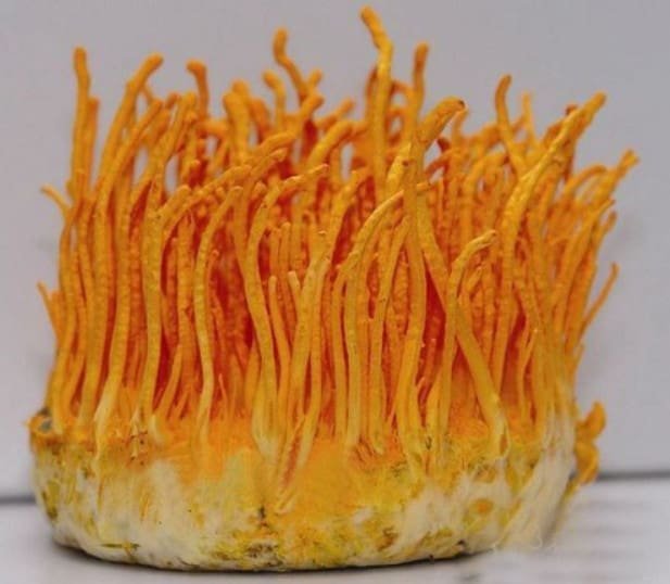 Cordyceps militaris džiovinti grybai