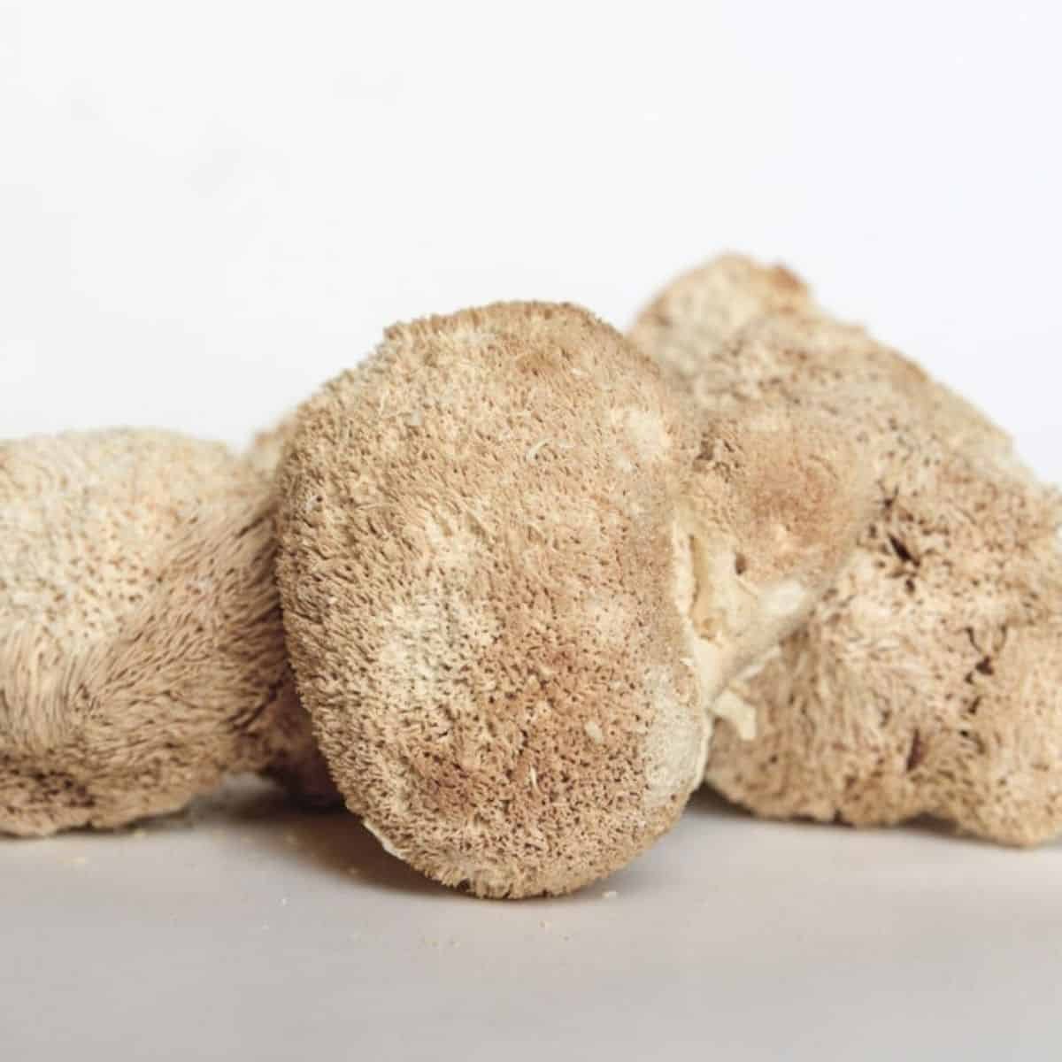 Džiovinti Liūto karčiai grybas