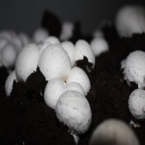 10kg baltųjų pievagrybių rinkinys - Paruošta didelė pakuotė auginimui namuose