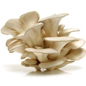 Šviežios gluosninės kreivabudės - Oyster mushrooms (leurotus Ostreatus)
