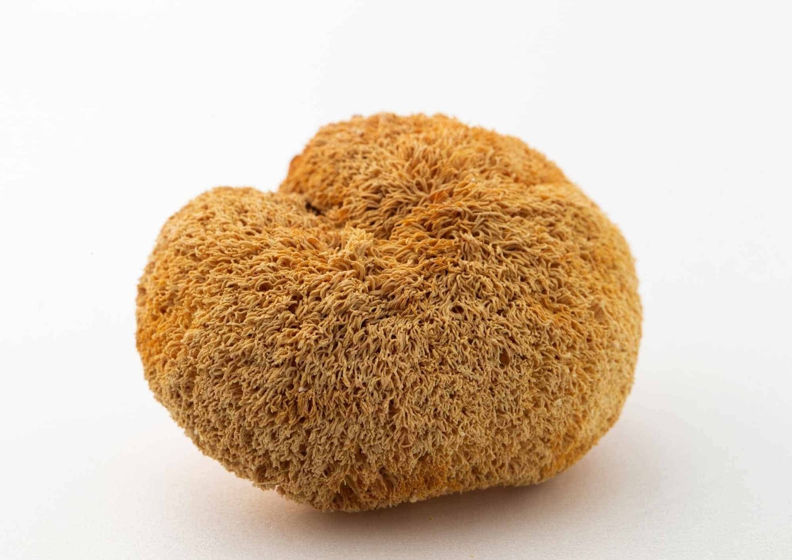 Džiovinti Liūto karčiai grybas