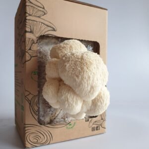 Liūto karčių – Lion's Mane – Paruošta pakuotė auginimui namuose
