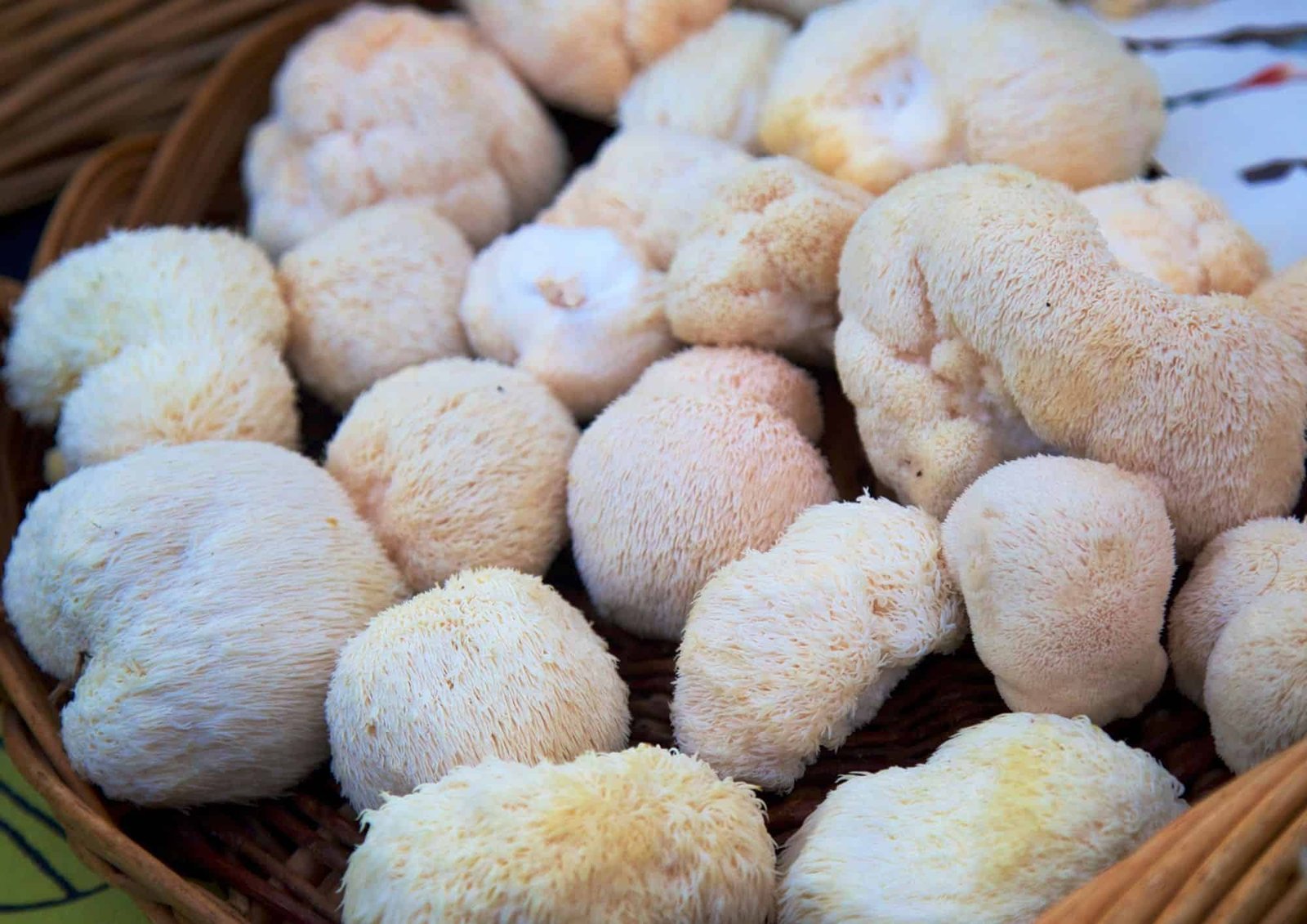Švieži liūto karčiai - Lion's mane mushrooms (Hericium erinaceus)