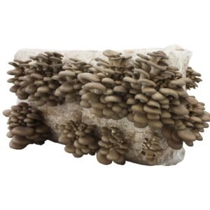 Didelė 15 kg Gluosninės kreivabudės auginimo pakuotė