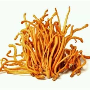 Cordyceps militaris džiovinti grybai