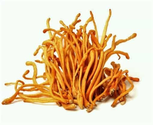 Cordyceps militaris džiovinti grybai