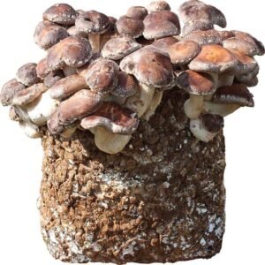 Shiitake Valgomasis dantenis - 2kg substratas auginimui namuose